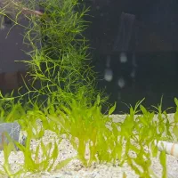 گیاه اکواریوم وغذای ماهی دیسکس|ماهی|شیراز, فرگاز|دیوار