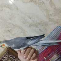 یه جفت طوطی عروس نر سخنگو رام|پرنده|بابل, |دیوار