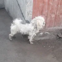 سگ سفید پاکوتاه