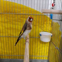 سهره جفتی قناری|پرنده|هشتگرد, شهرک وحدت|دیوار