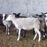 گوسفند رومن ،شیشک،بره|حیوانات مزرعه|اصفهان, احمدآباد|دیوار