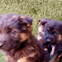 سگ ژرمن شولاین|سگ|تهران, تهرانپارس غربی|دیوار