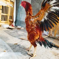 خروس لاری ندید|حیوانات مزرعه|تهران, پارک شهر|دیوار