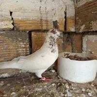 کفتر کله سرخ ماده