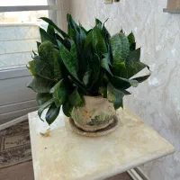 گل های طبیعی|گل و گیاه طبیعی|ابهر, |دیوار