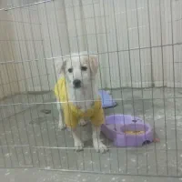 میکس اشپیتز سه ماه ونیمه پسر|سگ|مشهد, شهید بصیر|دیوار