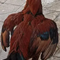 خروس لاری