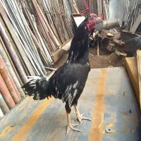 خروس لاری افغان