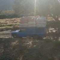 کاه گندم تحویلی در خانه