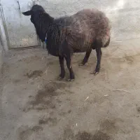 گوسفند نر نژاد افشار