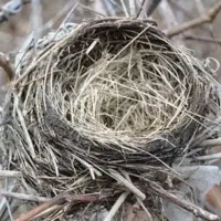 جوجه پرنده دستی
