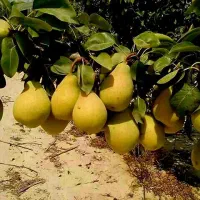 نهالستان مهندس قاسمی تولید کننده انواع نهال دیرگل|خدمات باغبانی و درختکاری|قاهان, |دیوار