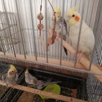 عروس هلندی با جوجه