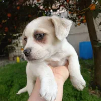 دوعدد سگ‌پاکوتاه خوشگل|سگ|قائم‌شهر, |دیوار