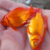 ماهی قرمز|ماهی|قم, کلهری|دیوار