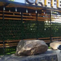 رهن واجاره باغ بر جاده امیریه مناسب کافه ومراسمات|اجارهٔ خانه و ویلا|بسطام, |دیوار