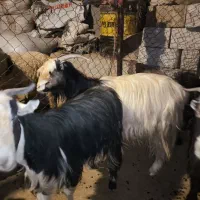 19 راس تیربز ورگون  و یک عدد بعده|حیوانات مزرعه|اندیکا, |دیوار