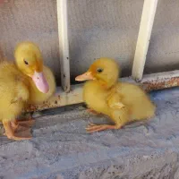 دو تا جوجه اردک|حیوانات مزرعه|فسا, |دیوار