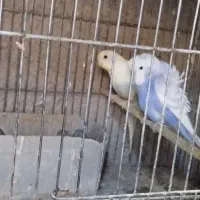 مرغ عشق طوطی برزیلی فنچ