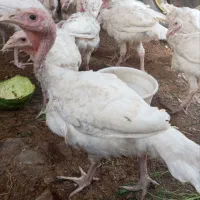بوقلمون بیوتی ۶ فوق سنگین