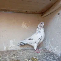 کبوتر خوش خال وپرشی