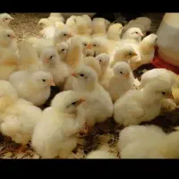 جوجه گوشتی نژاده راس ۳۰۸ واکسن خورده