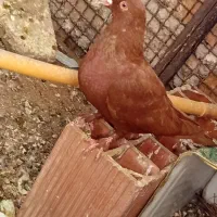 کفتر گلی نر مایه با جوجه طوقی نر 750 ستا