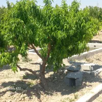 باغچه-1000متری-سند-تک-برگ-اتوبان-ساوه-سیلو