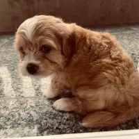 سگ شیتزو|سگ|کردکوی, |دیوار