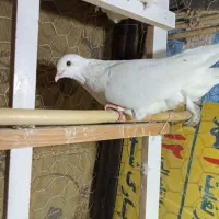 زوردار|پرنده|ایوان, |دیوار