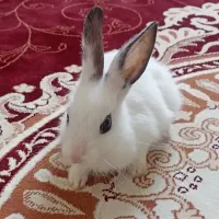 خرگوش ۲۰۰تومان