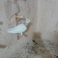 کفتر زدوخوردی