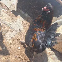 یک عدد خروس زینتی زیبا