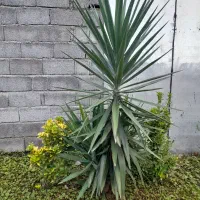درخت یوکا|گل و گیاه طبیعی|سنگر, |دیوار