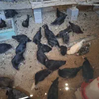 ۳۵ عدد مرغ تخم‌گزار تازه تخم سیاه