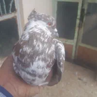 کبوتر پرشی اس|پرنده|مهدی شهر, |دیوار