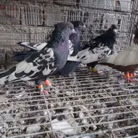 کفترطوق آجری سرکی طوقی شازده سینه سیاه سینه مخمل|پرنده|شیراز, جمال آباد|دیوار