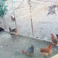 فروش ۱۰ عدد مرغ محلی به قیمت ۶۵۰۰۰۰|حیوانات مزرعه|سرفاریاب, |دیوار