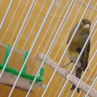 قناری نر|پرنده|مشهد, نوید|دیوار