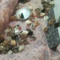فروش