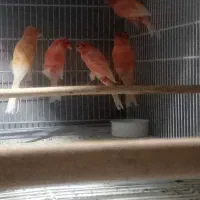 قناری قرمز کاکلی و بدون کاکل مست خوان|پرنده|شاهرود, |دیوار