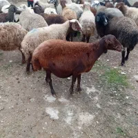 گوسفند بره دار یک جا جاروی|حیوانات مزرعه|گنبد کاووس, |دیوار