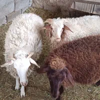 بره نر ارگانیک با تغذیه طبیعی پرگوشت/ مصرف و پروار|حیوانات مزرعه|مشهد, هفت تیر (آب و برق)|دیوار