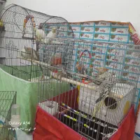 عروس هلندی