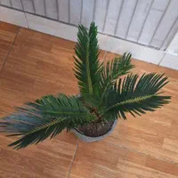 سیکاس|گل و گیاه طبیعی|تهران, جمال‌زاده|دیوار