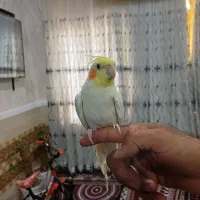 طوطی  نر|پرنده|اهواز, پادادشهر|دیوار