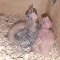 فروش دو جفت عروس هلندی با تخم و جوجه|پرنده|بندرعباس, |دیوار