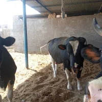 فروش کود گاو وگوسفند|حیوانات مزرعه|اردکان, |دیوار