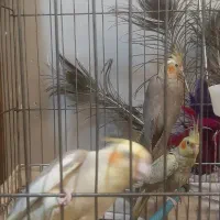 عروس هلندی جوجه و نرو ماده