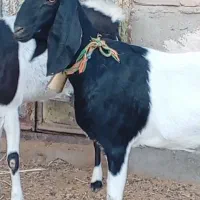 فروش 2راس شاه بز پاکستانی